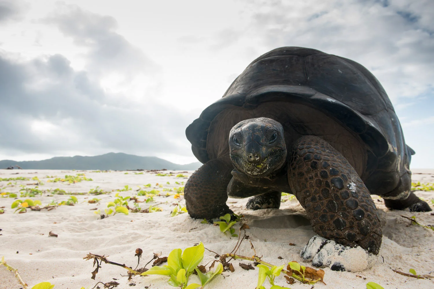 Seychelles James Warwick Wildlife Photography