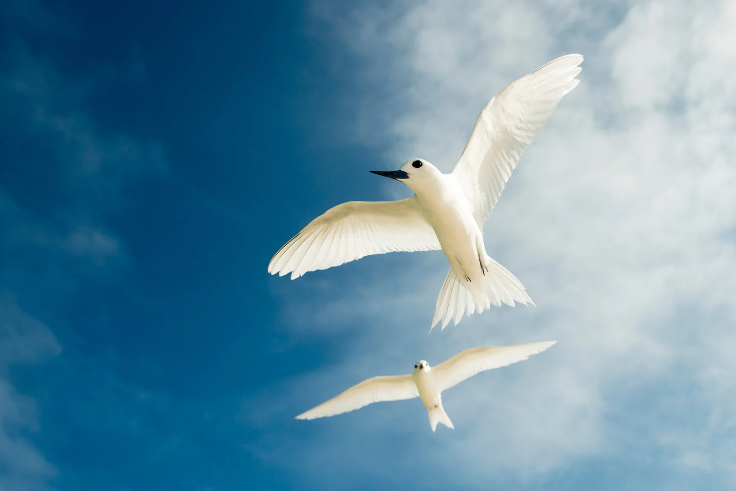 Fairy terns in flight, Cousin Island Special Reserve, Seychelles