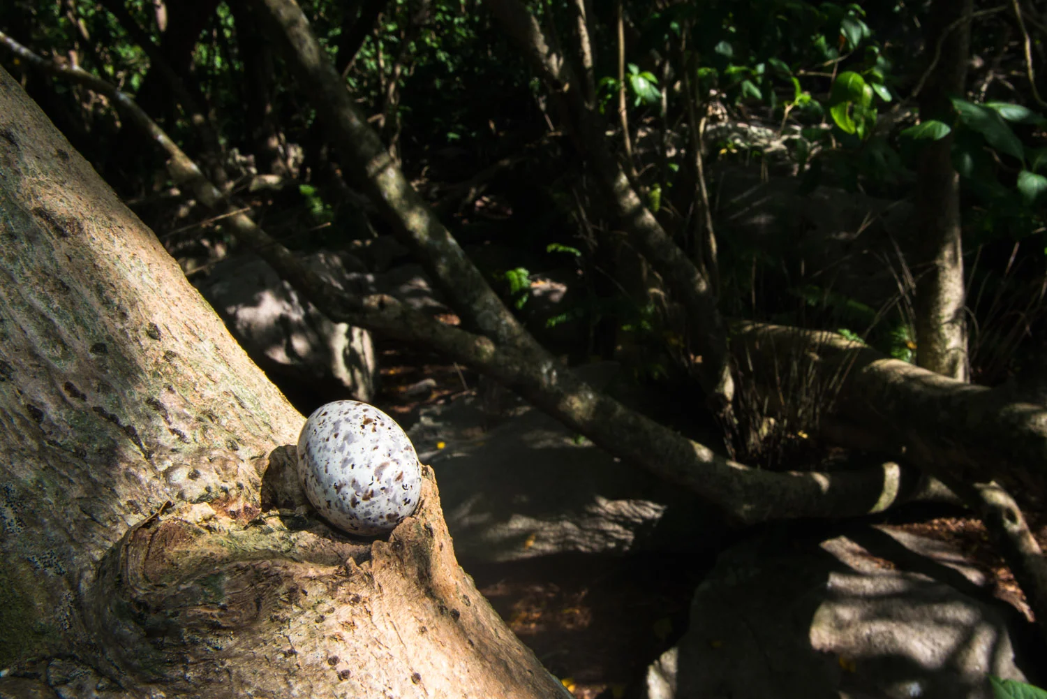 Fairy tern egg balancing in pisonia tree, Cousin Island Special Reserve, Seychelles