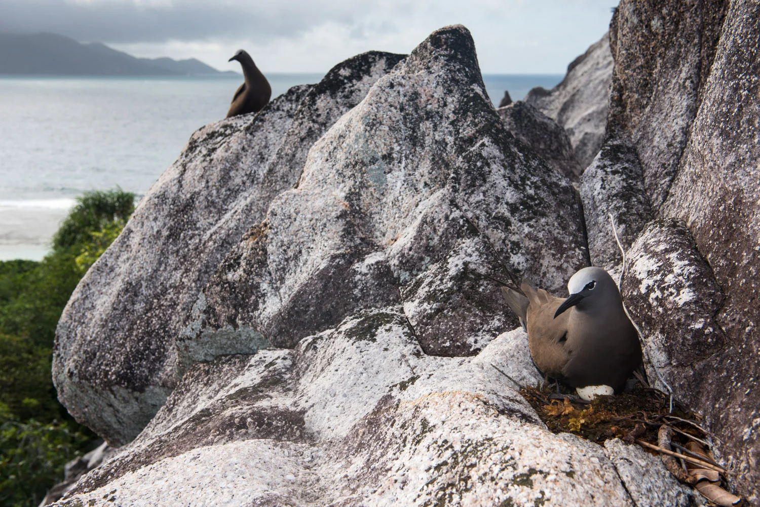 Brown noddy with egg on granite ledge, Cousin Island Special Reserve, Seychelles