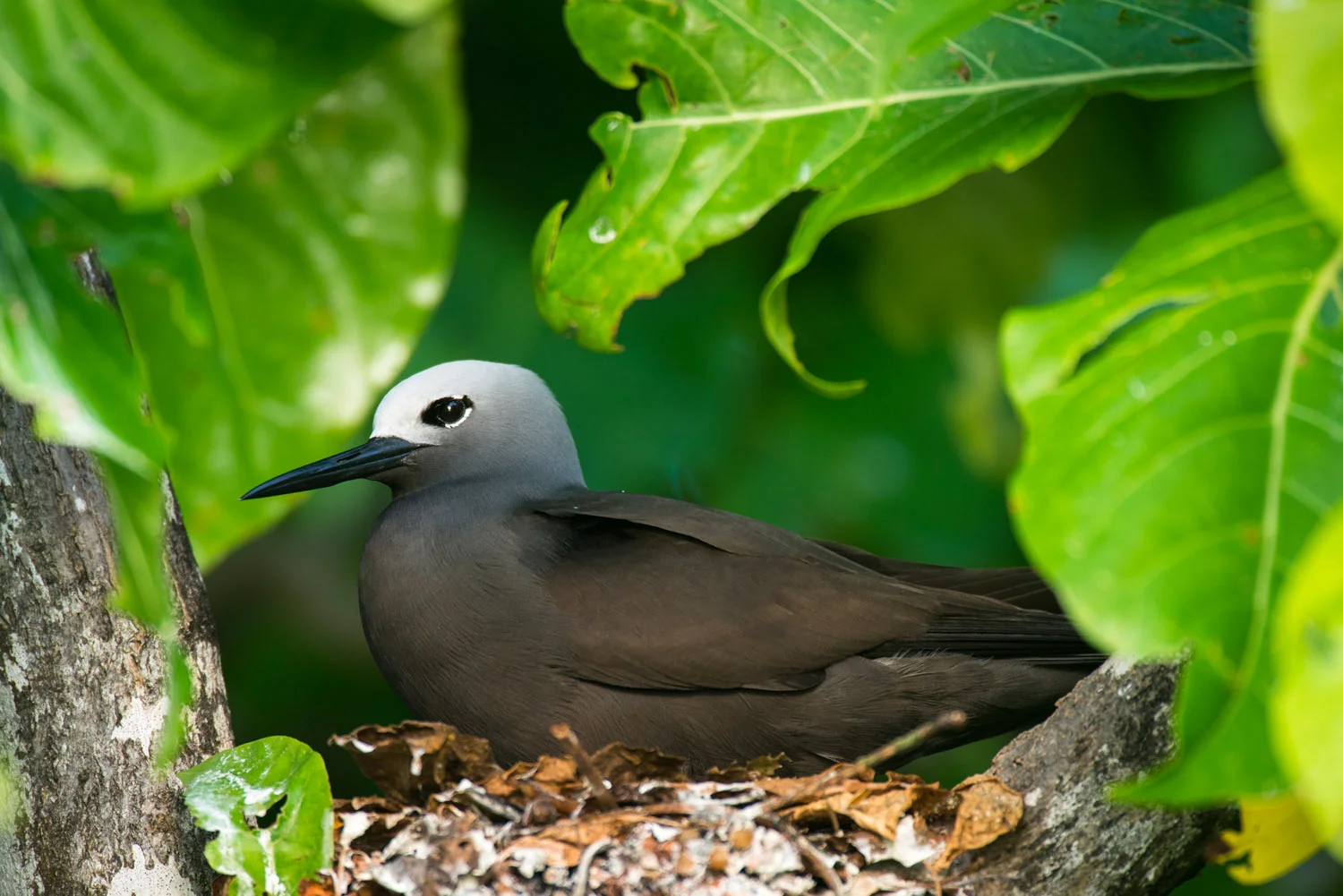 Lesser noddy nesting in pisonia tree, Cousin Island Special Reserve, Seychelles