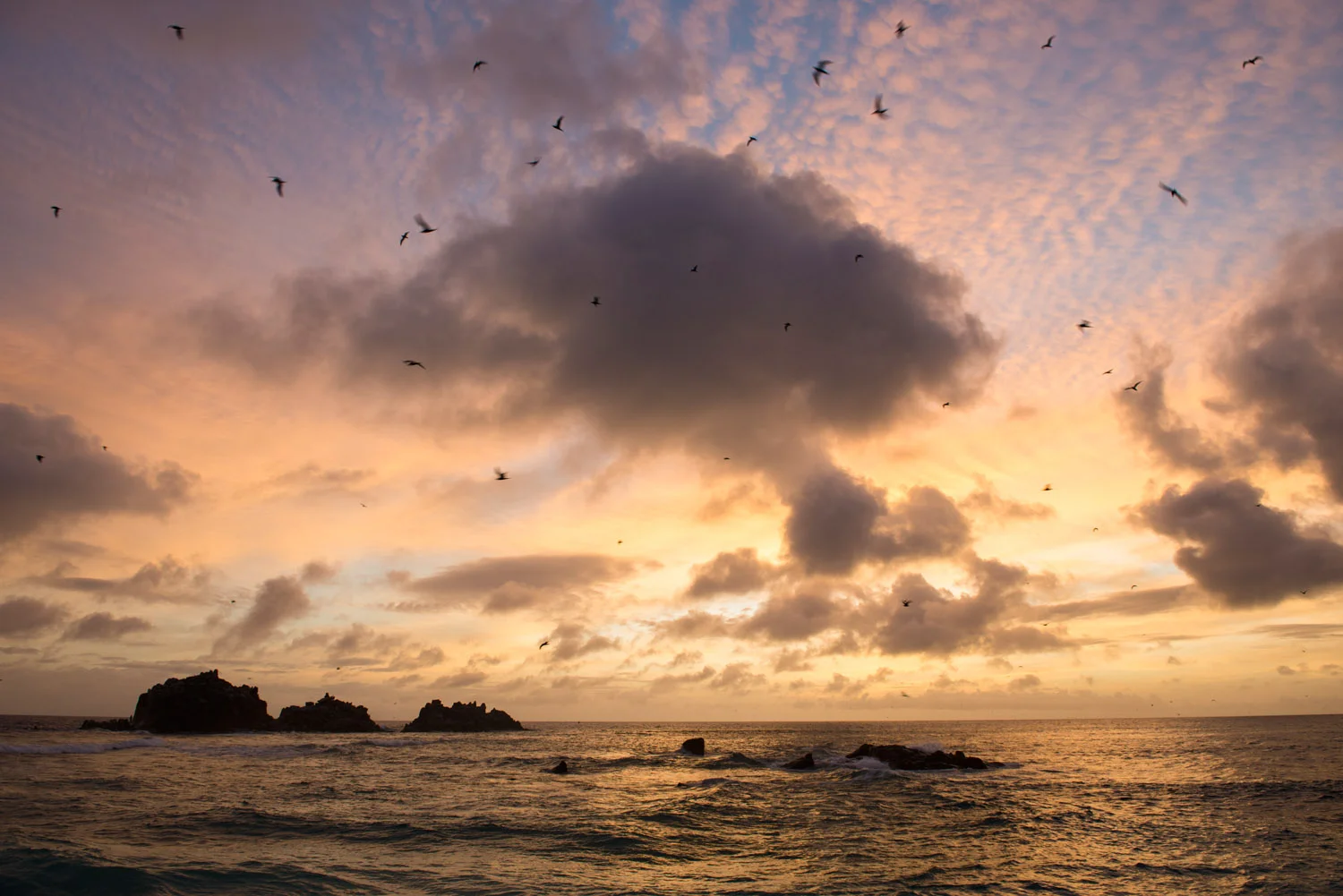 Lesser noddies in flight over Indian Ocean and 'Roche Canon' island at sunset, Cousin Island Special Reserve, Seychelles