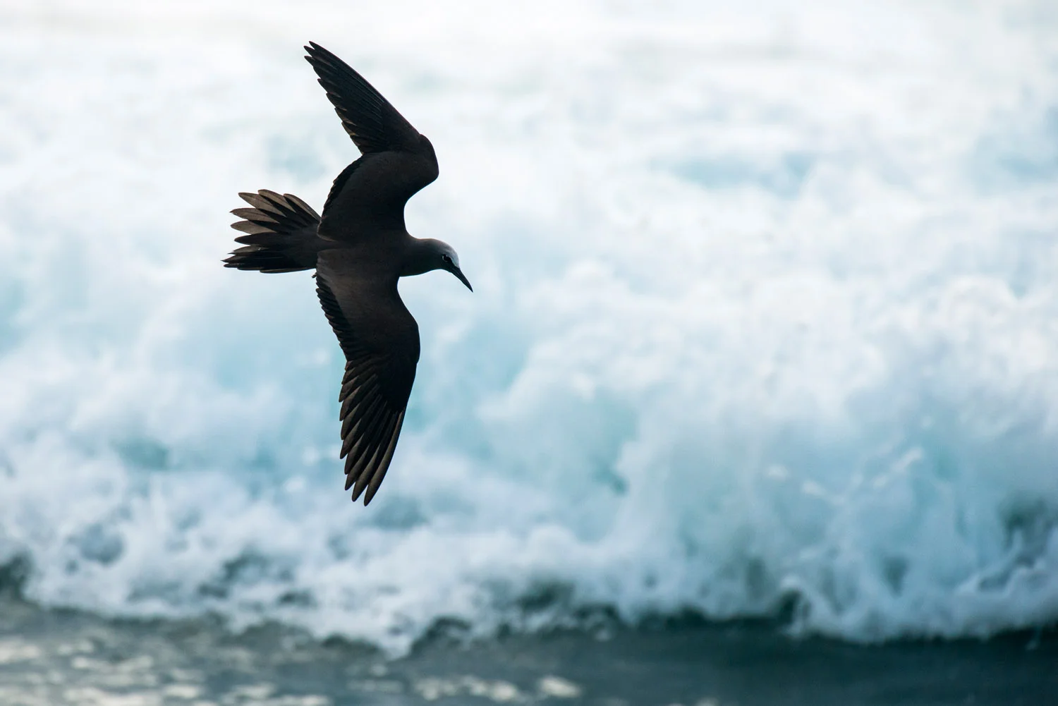 Lesser noddy in flight over waves, Cousin Island Special Reserve, Seychelles