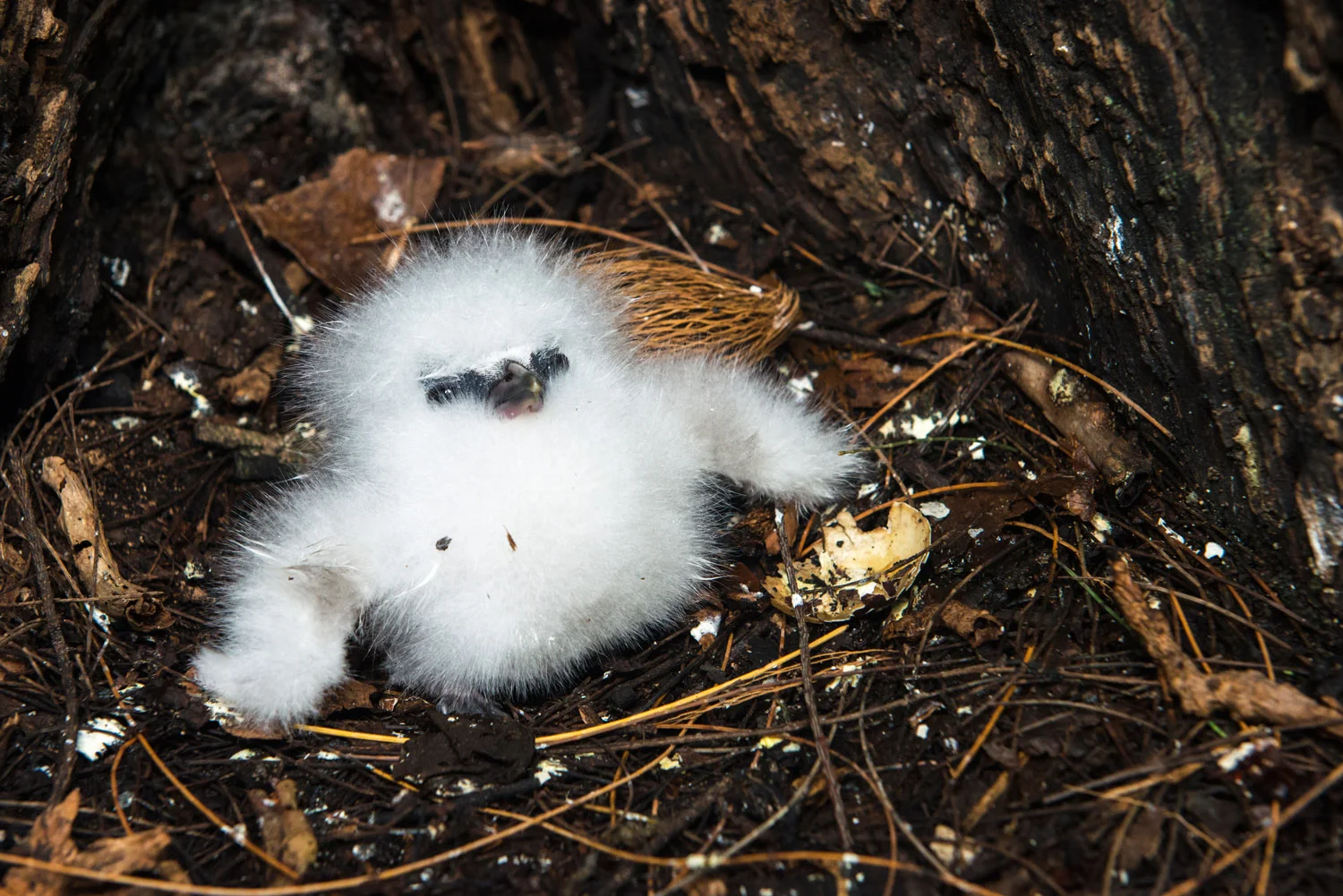 White-tailed tropicbird chick at base of tree, Cousin Island Special Reserve, Seychelles