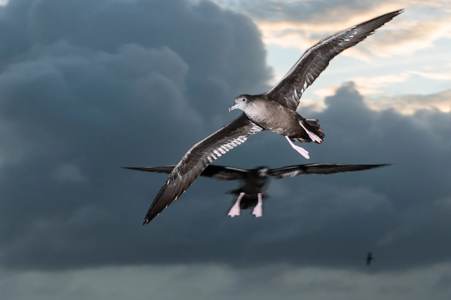 Wedge-tailed shearwaters in flight at twilight, Cousin Island Special Reserve, Seychelles
