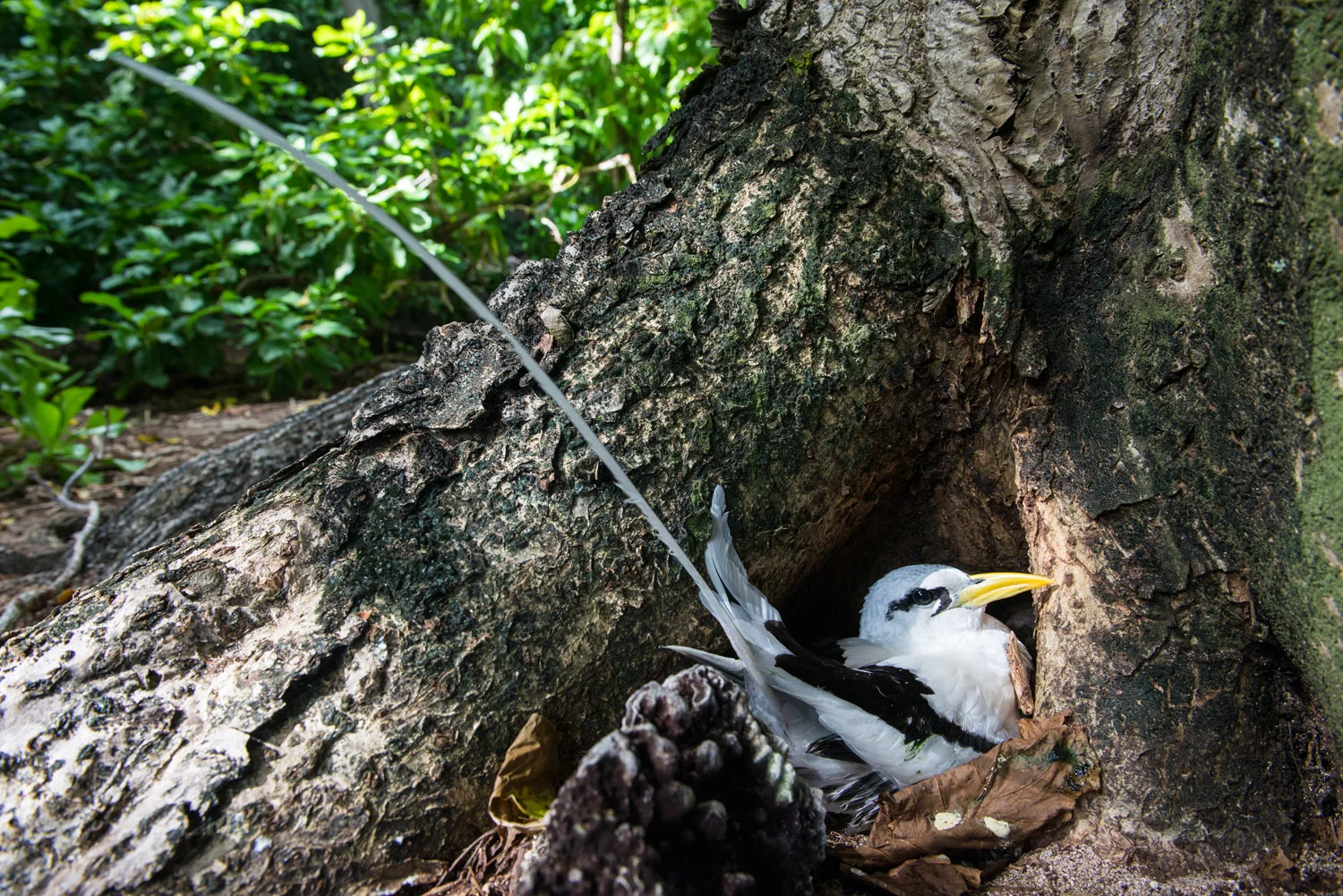 White-tailed tropicbird nesting at base of pisonia tree, Cousin Island Special Reserve, Seychelles