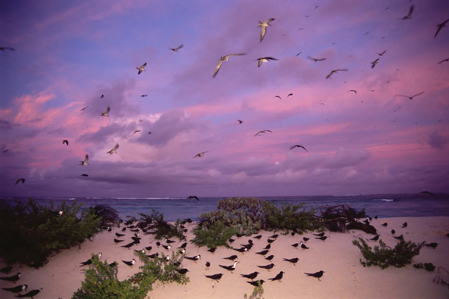 Sooty tern colony at twilight, Bird Island, Seychelles