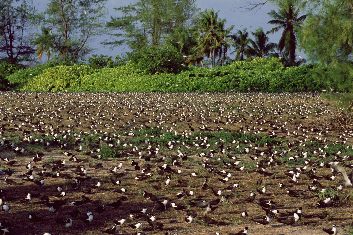 Sooty tern breeding colony, Bird Island, Seychelles