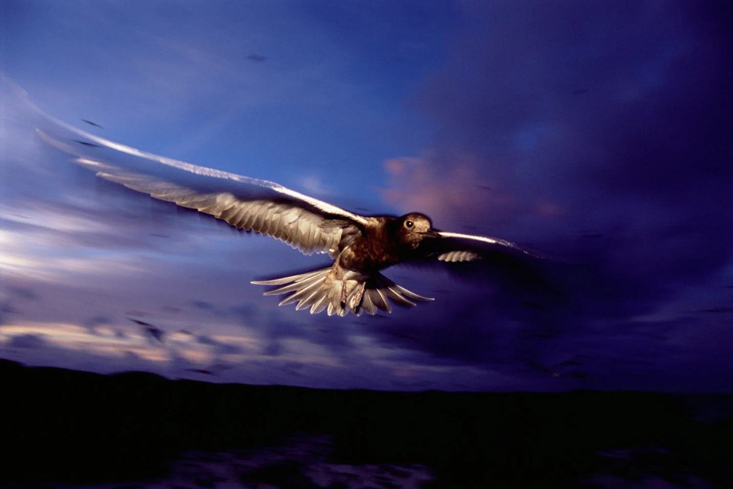 Sooty tern in flight at dusk, Bird Island, Seychelles