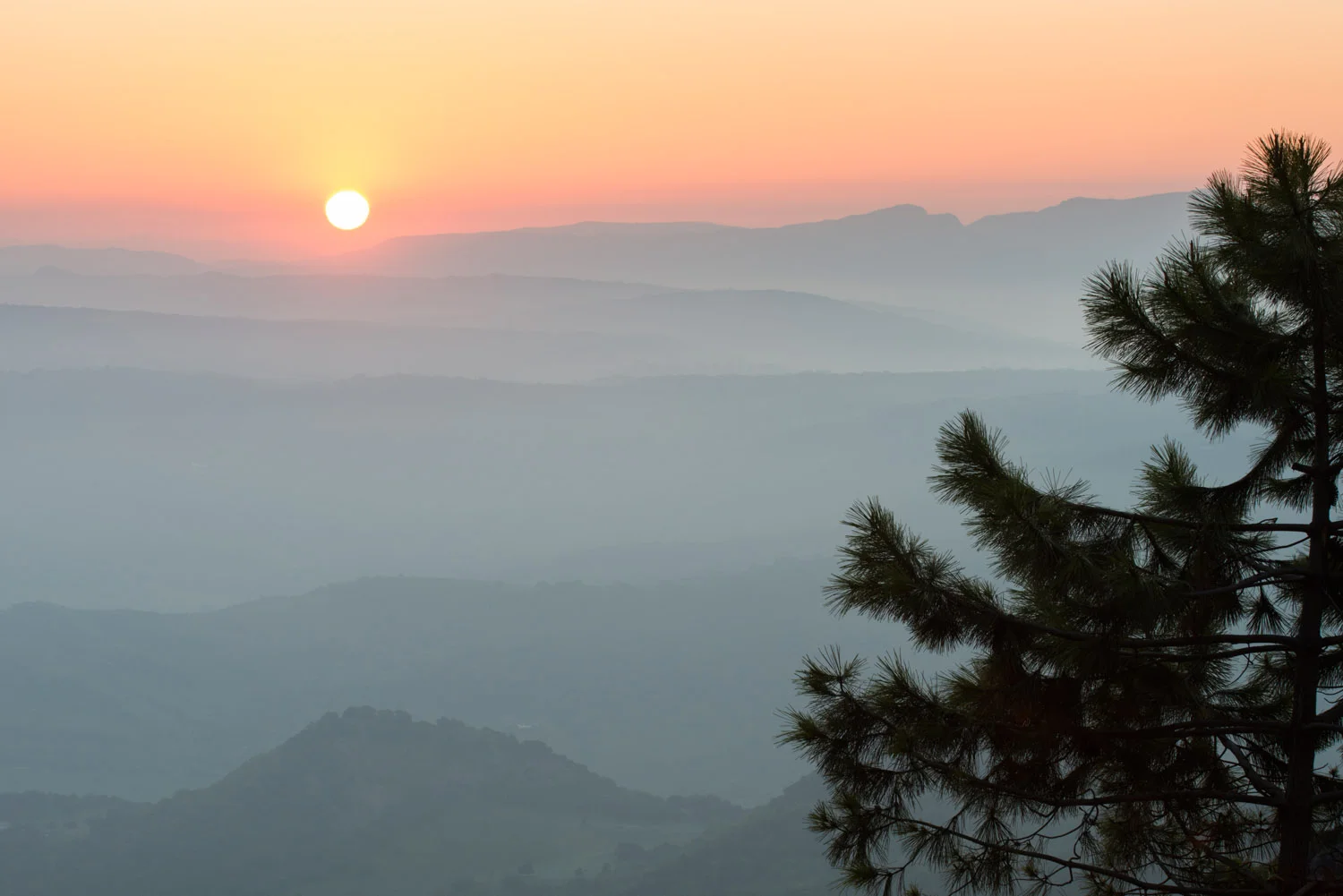 Stone pine and view east from near Puerto de las Palomas at sunrise, Sierra de Grazalema Natural Park, Andalucía, Spain