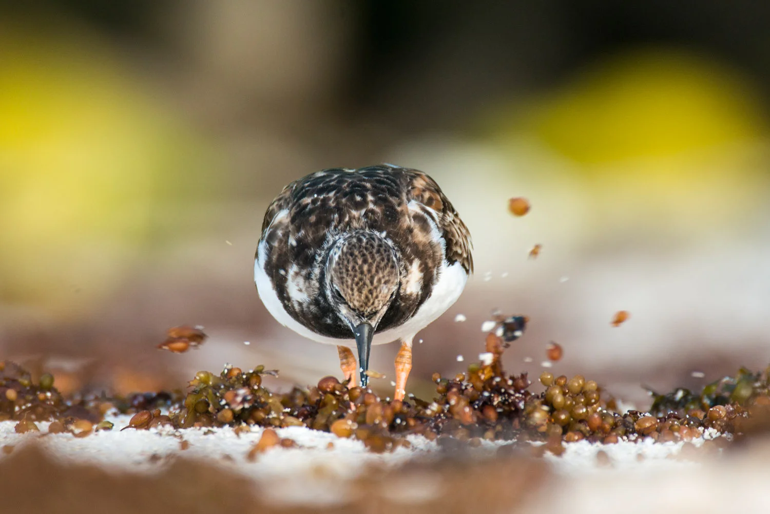 Ruddy turnstone foraging on beach, Cousin Island Special Reserve, Seychelles