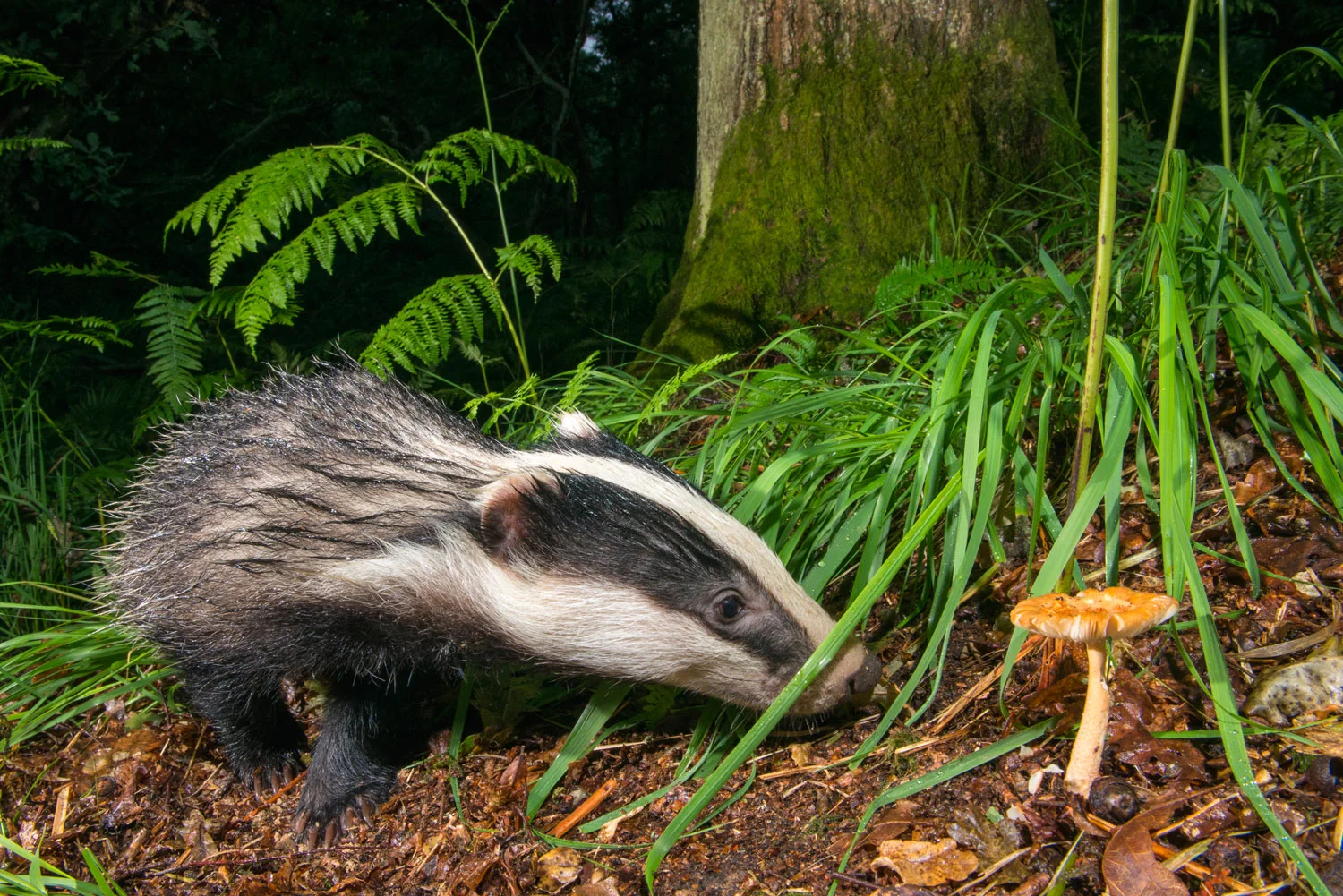 European badger cub (Meles meles) and 'Orange Grisette' mushroom, Ashdown Forest, Sussex, England