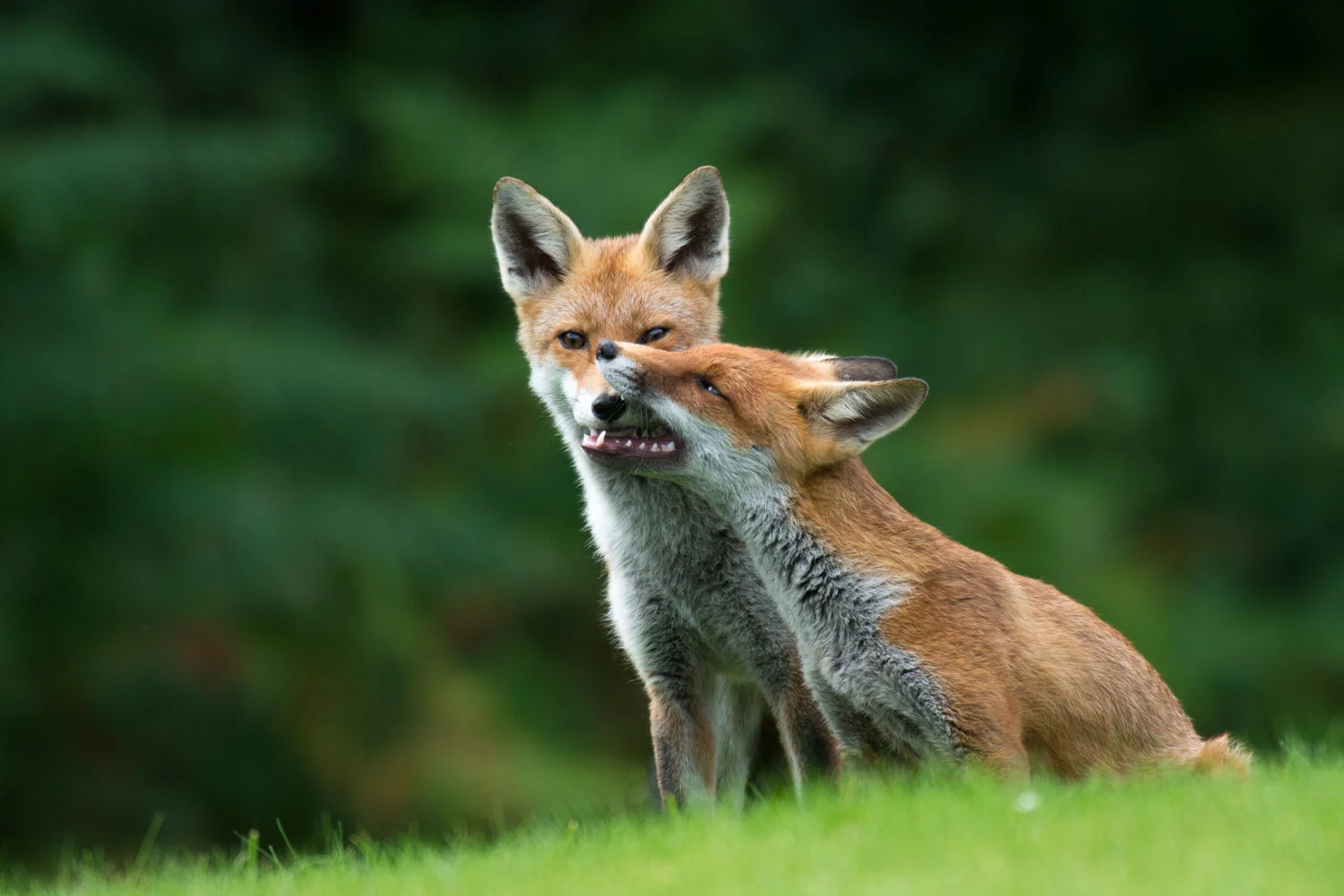 BBC WILDLIFE MAGAZINE