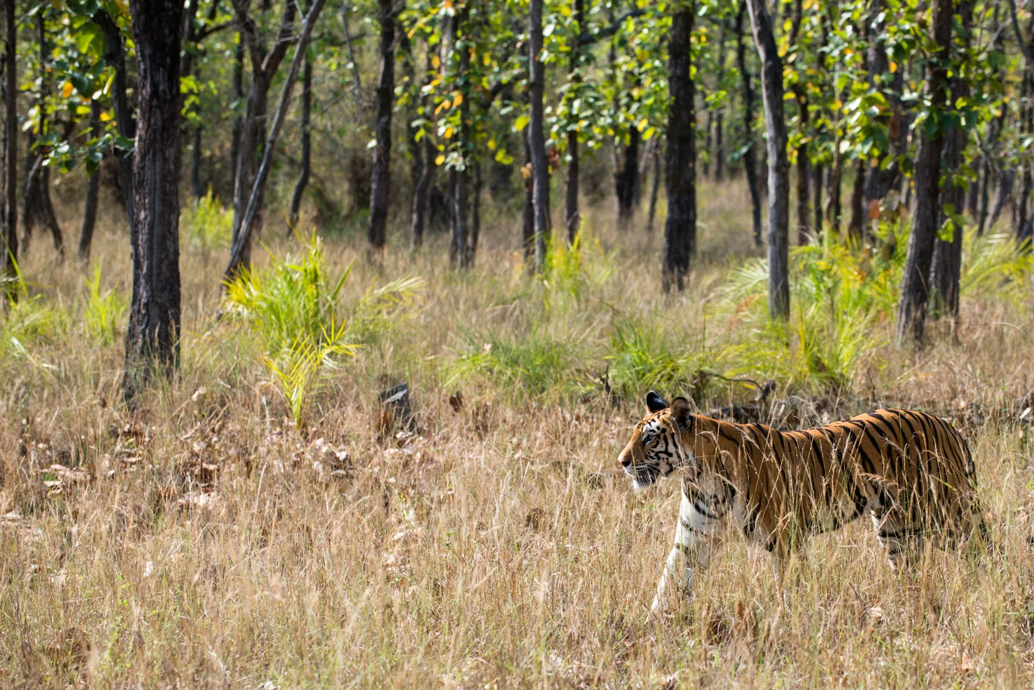 Bengal tigress on the move through sal forest, Bandhavgarh National Park, Madhya Pradesh, India