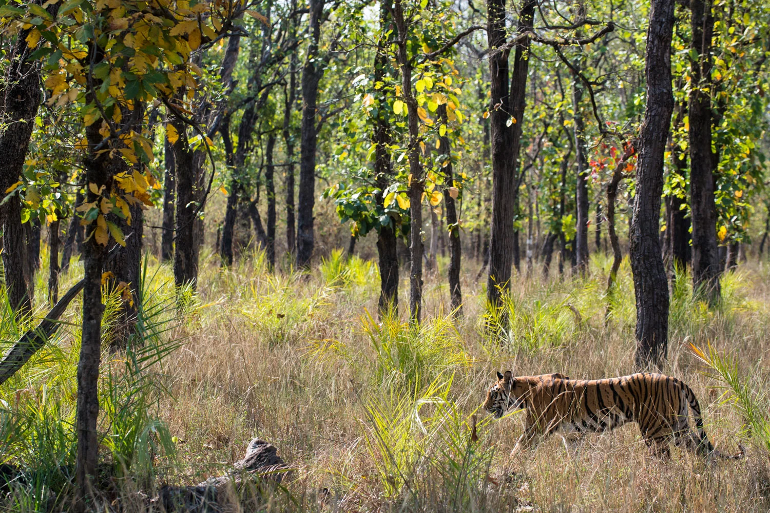 Bengal tigress on the move through sal forest, Bandhavgarh National Park, Madhya Pradesh, India