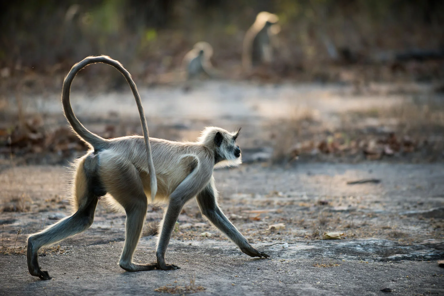Hanuman langur monkey on the move at dawn, Bandhavgarh National Park, Madhya Pradesh, India