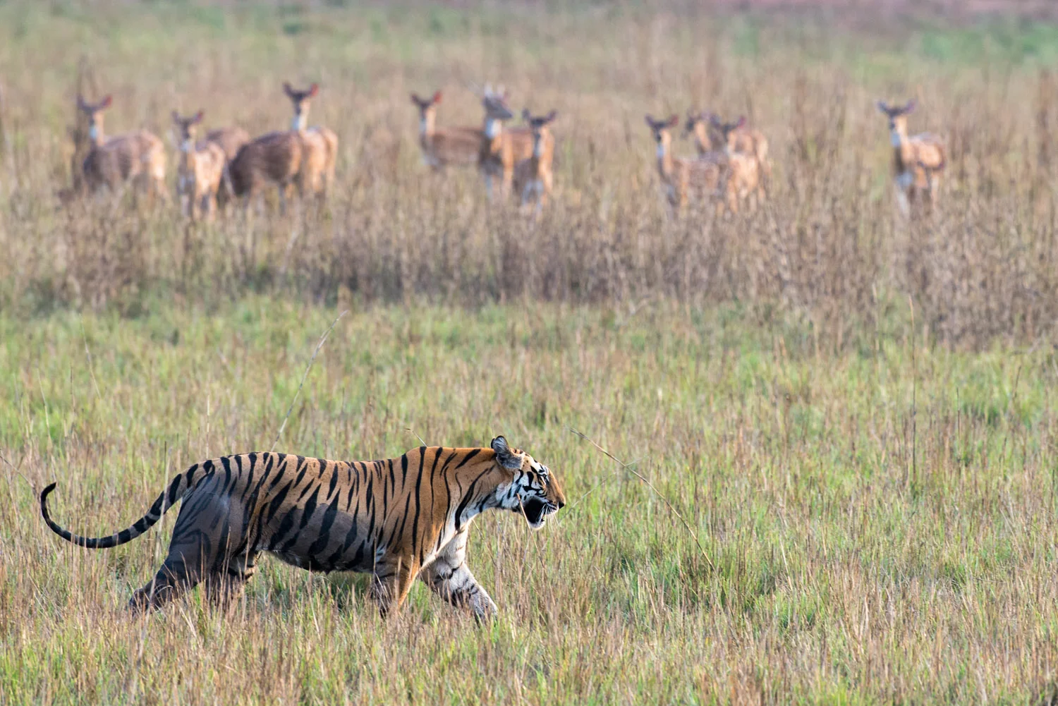 Bengal tigress being watched by chital/spotted deer while walking across meadow, Bandhavgarh National Park, Madhya Pradesh, India