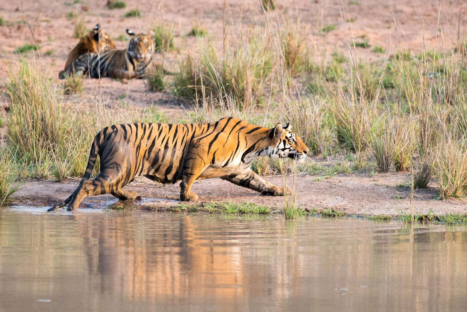 Bengal tigress stalking prey (Indian wild boar) at edge of pool with cubs in background, Bandhavgarh National Park, Madhya Pradesh, India