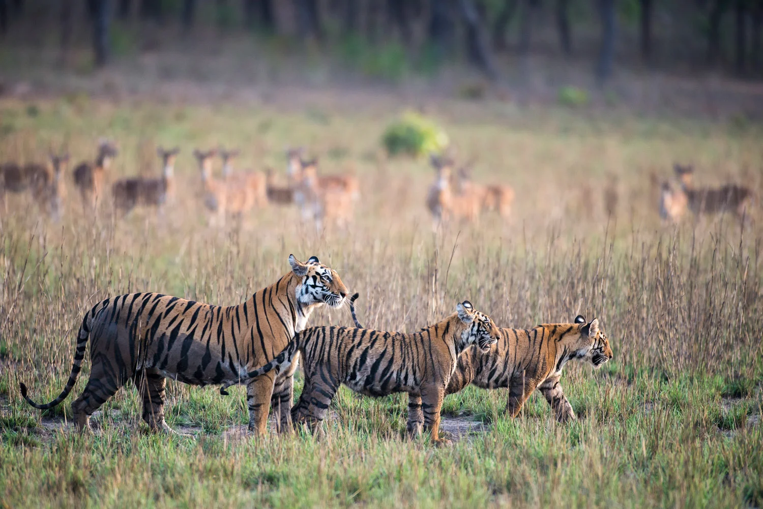 Bengal tiger mother with cubs being watched by chital/spotted deer in meadow, Bandhavgarh National Park, Madhya Pradesh, India