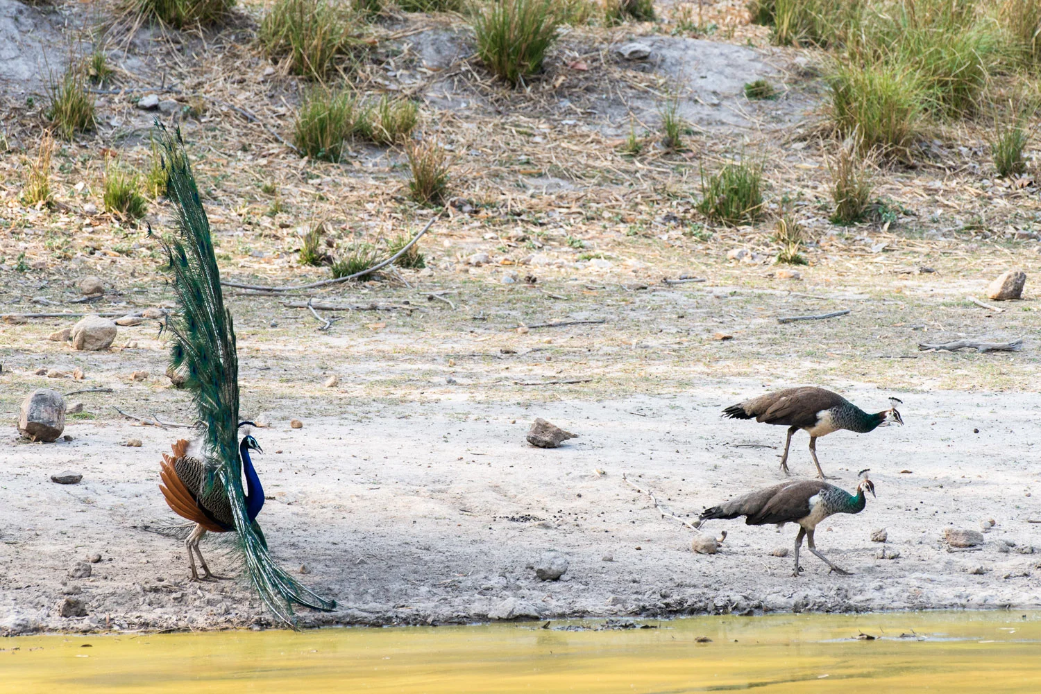 Indian peacock in courtship display to peahens at edge of pool, Bandhavgarh National Park, Madhya Pradesh, India