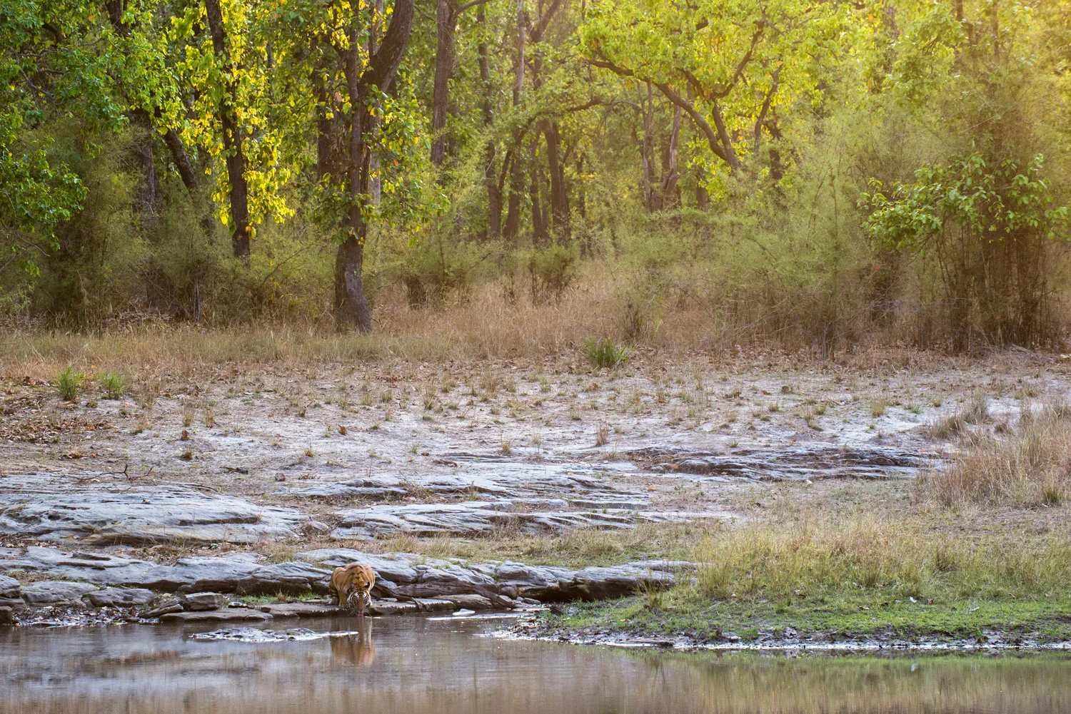 Bengal tigress drinking at edge of pool by sal forest, Bandhavgarh National Park, Madhya Pradesh, India