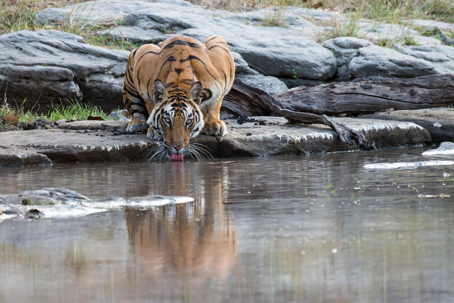Bengal tigress drinking at edge of pool, Bandhavgarh National Park, Madhya Pradesh, India