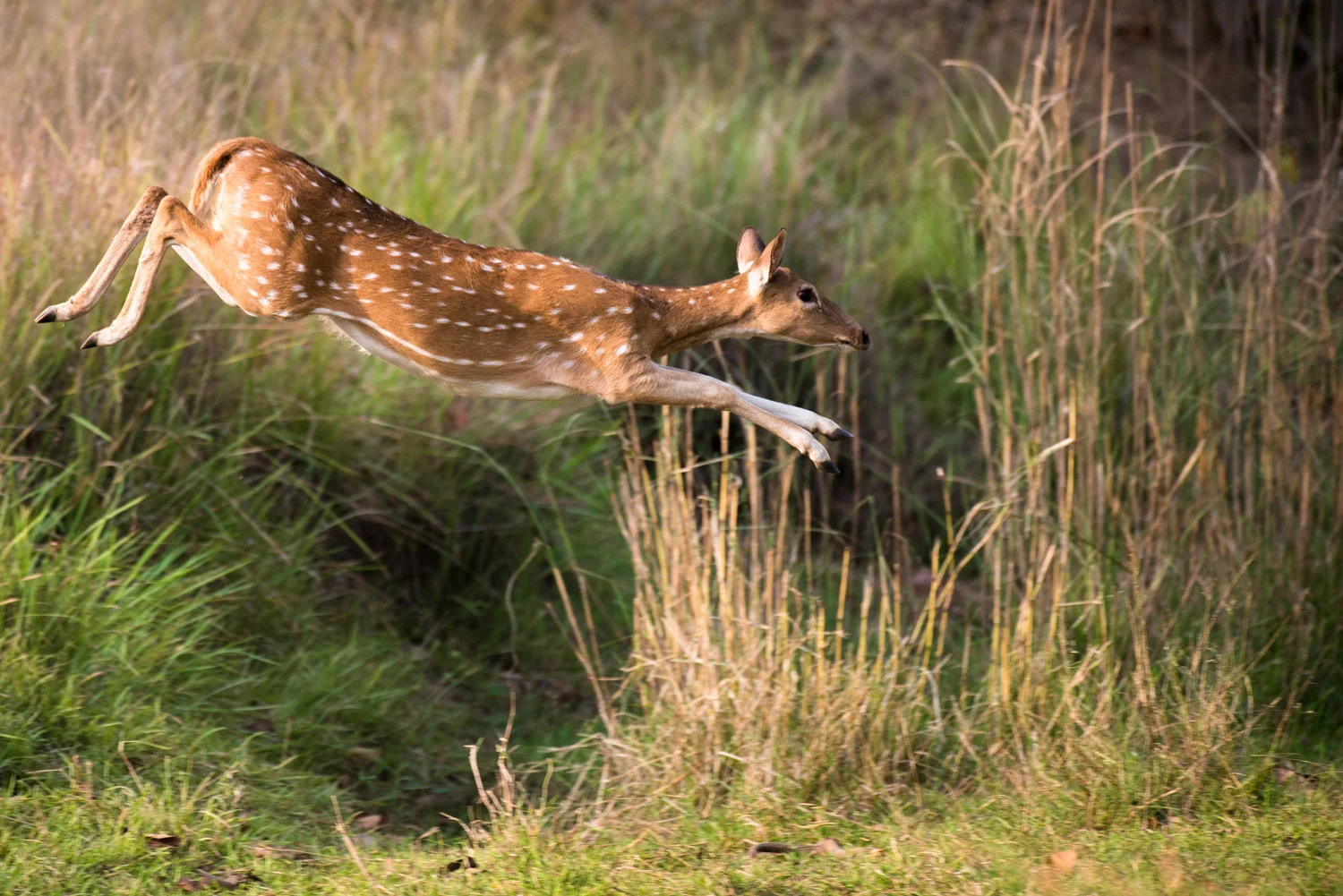 Chital/spotted deer leaping over ditch, Bandhavgarh National Park, Madhya Pradesh, India