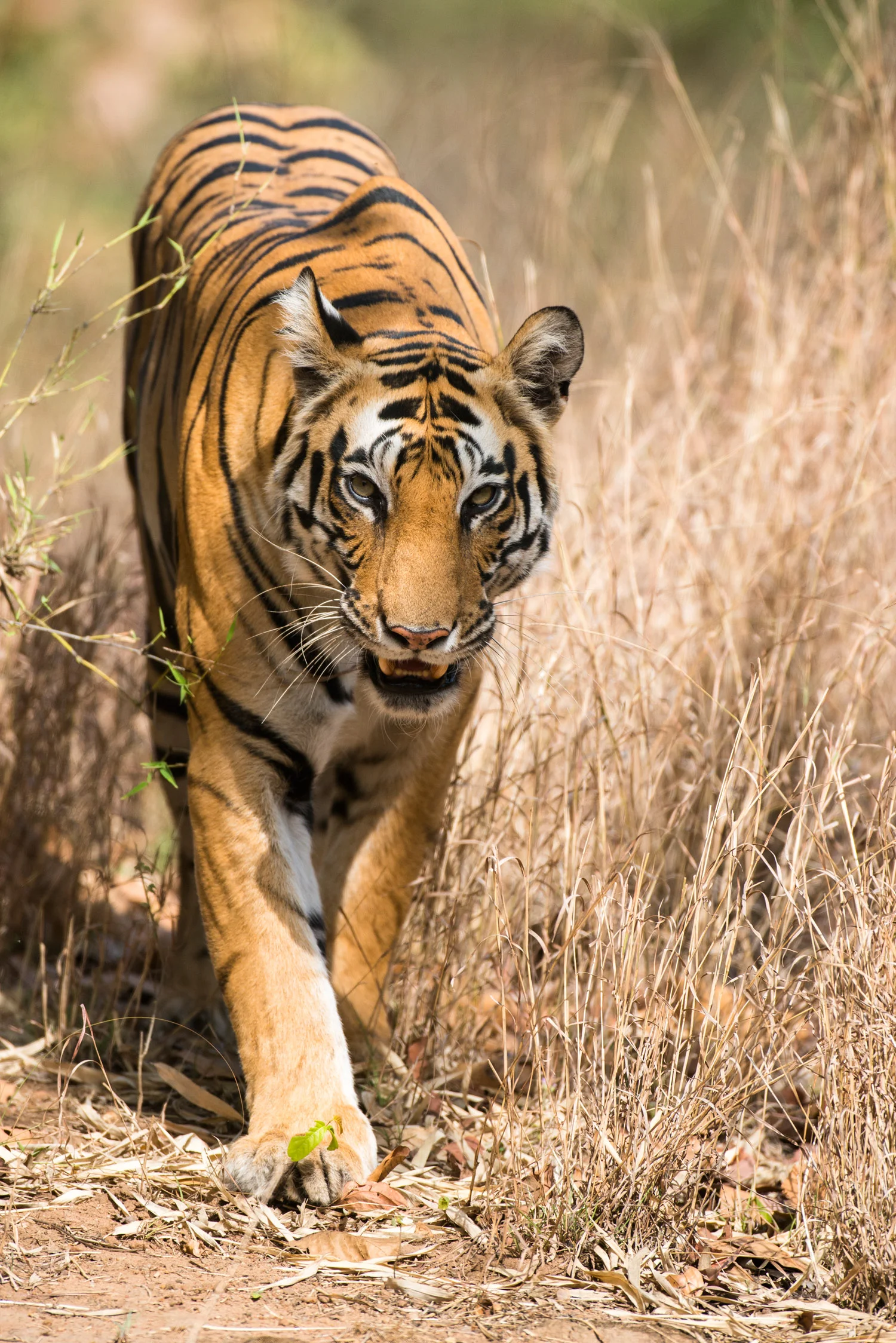 Bengal tigress approaching, Bandhavgarh National Park, Madhya Pradesh, India