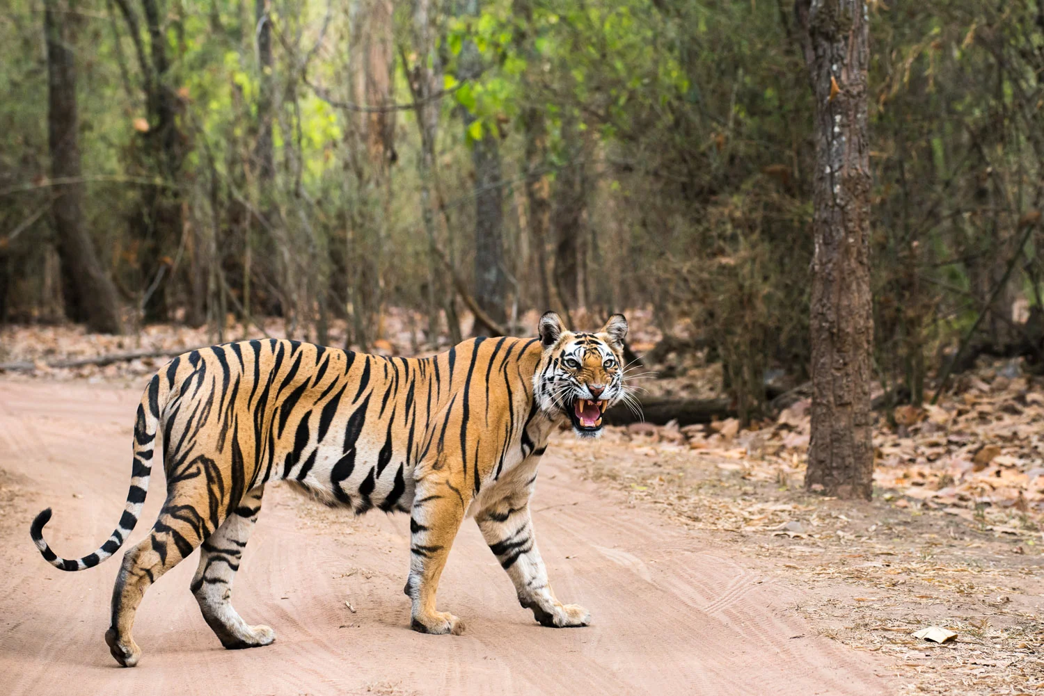 Bengal tigress crossing track in sal forest, Bandhavgarh National Park, Madhya Pradesh, India