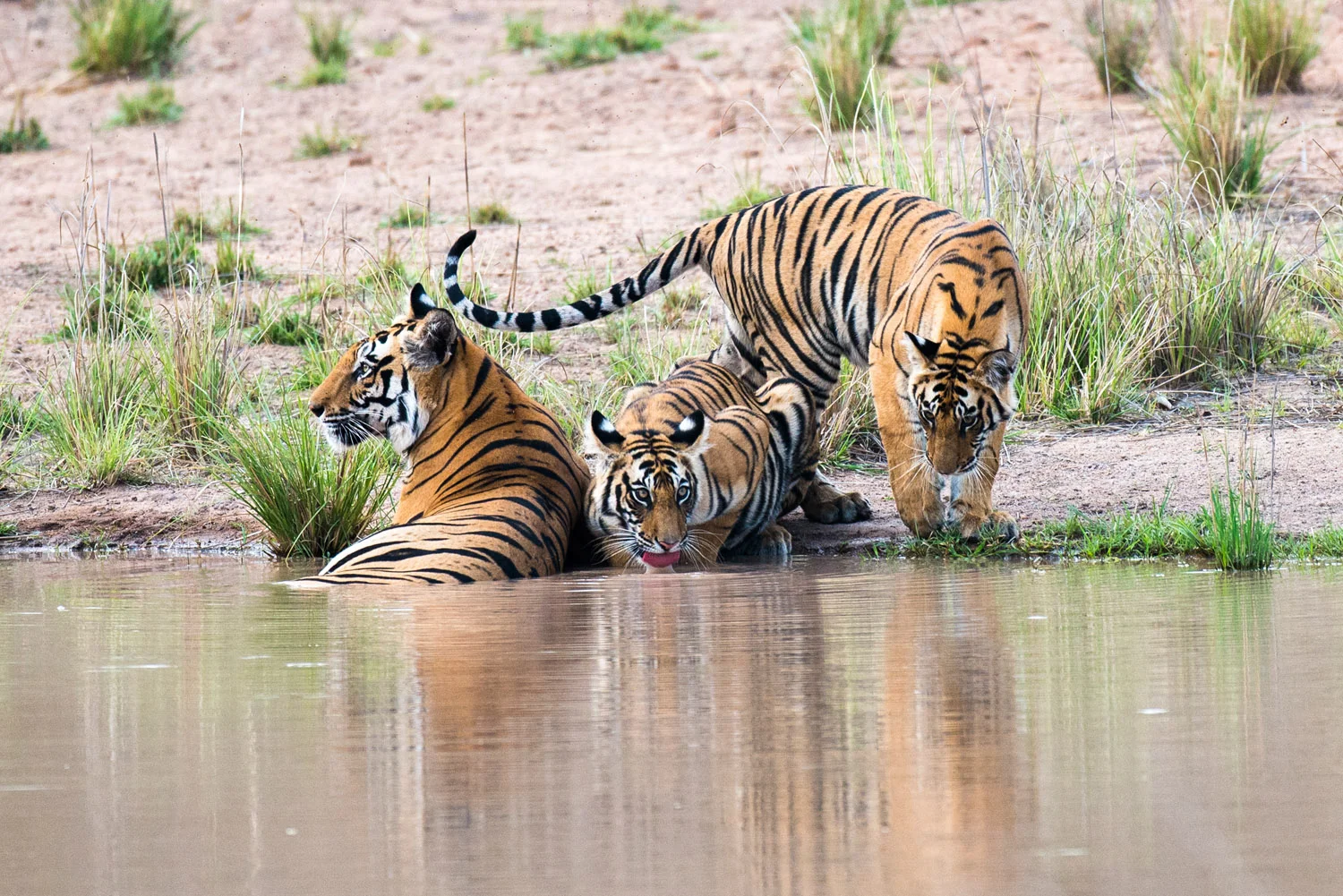 Bengal tiger mother with cubs at edge of pool, Bandhavgarh National Park, Madhya Pradesh, India