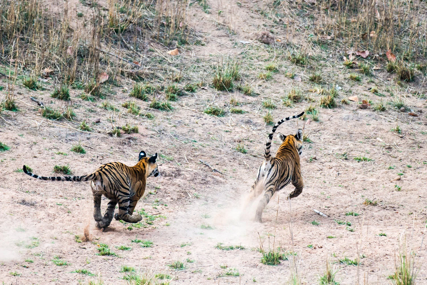 Bengal tiger cubs chasing each other, Bandhavgarh National Park, Madhya Pradesh, India