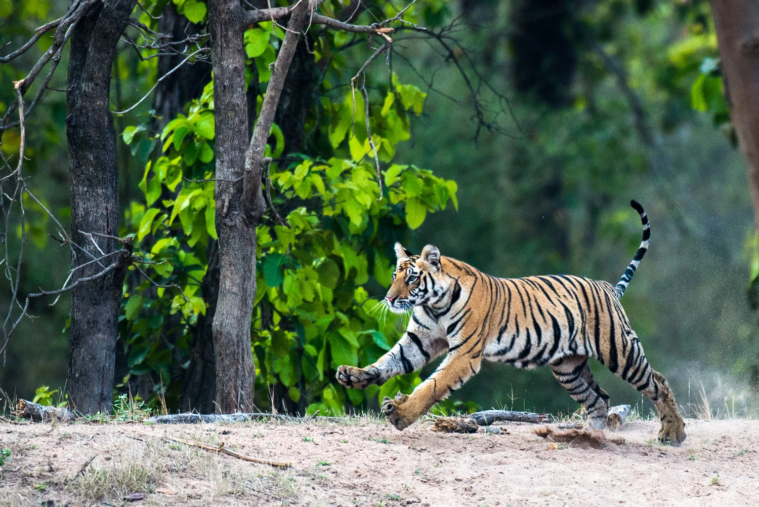 Bengal tiger cub running at edge of sal forest, Bandhavgarh National Park, Madhya Pradesh, India
