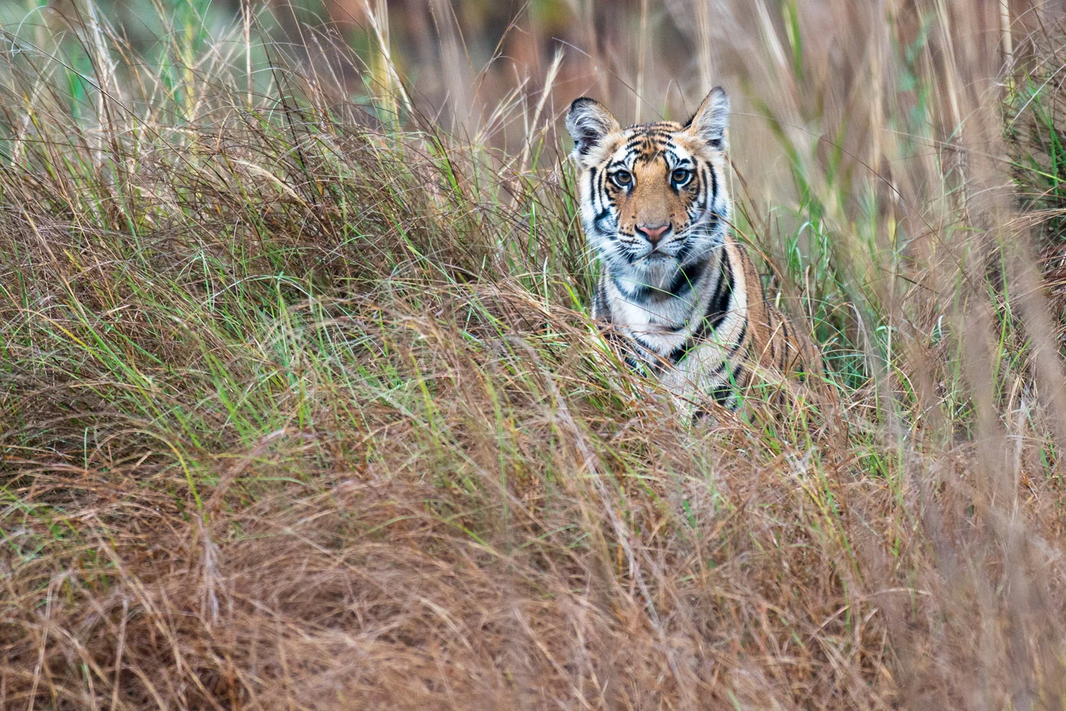 Bengal tiger cub in long grasses, Bandhavgarh National Park, Madhya Pradesh, India