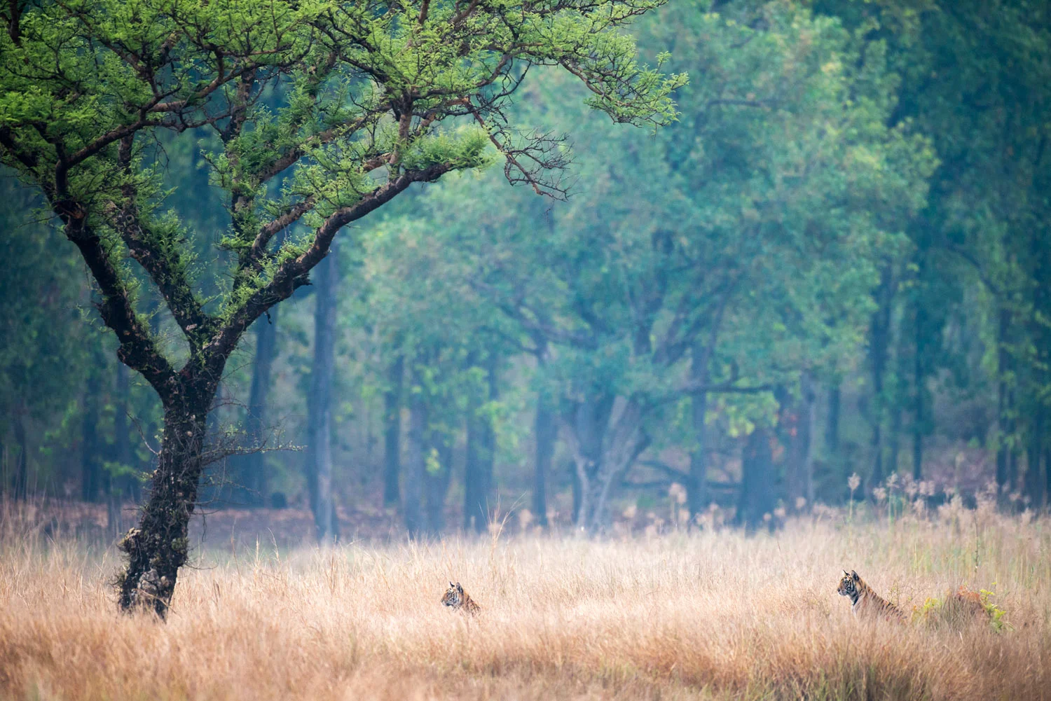 Bengal tiger cubs in meadow by 'khair' tree, Bandhavgarh National Park, Madhya Pradesh, India