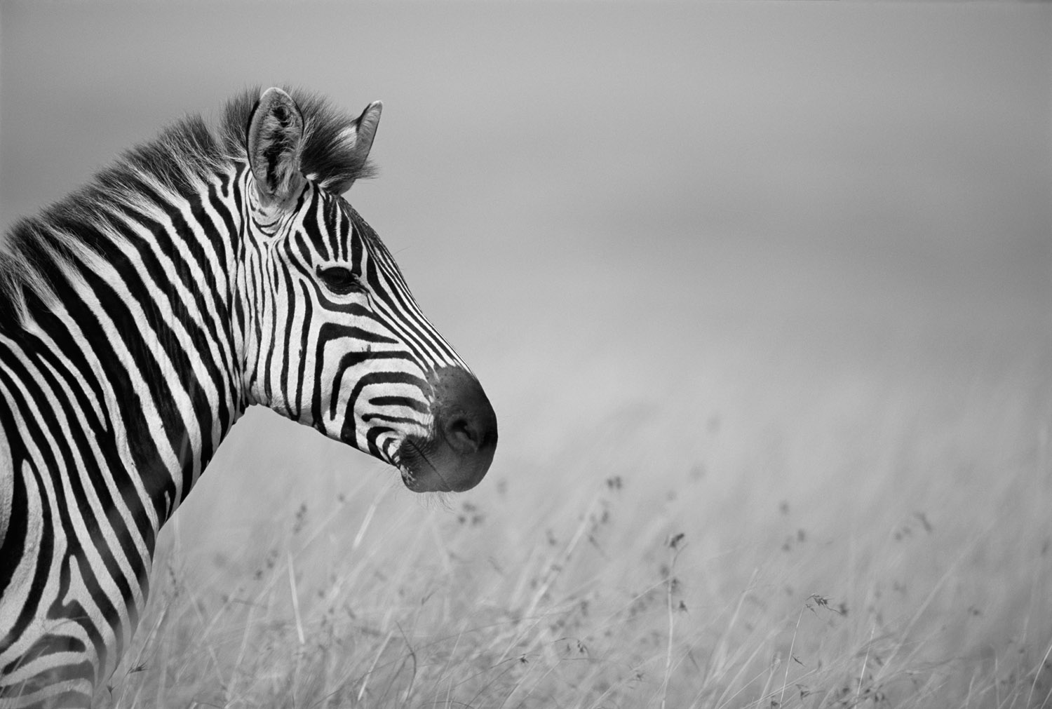 Black & white — James Warwick Wildlife Photography