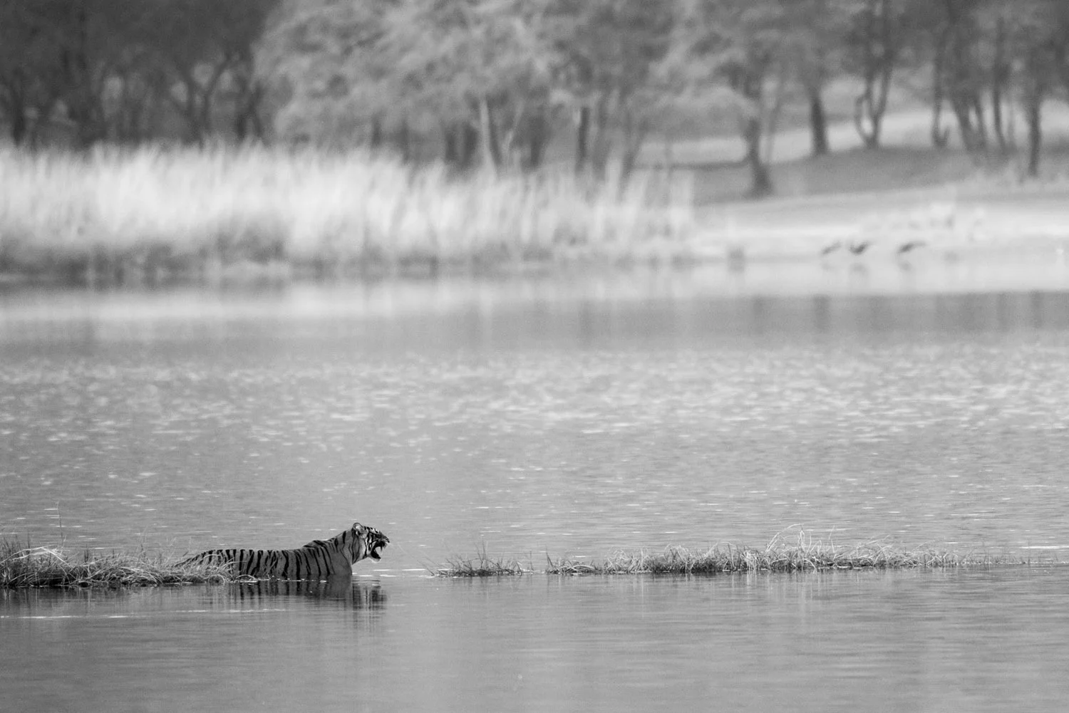 Bengal tigress in Lake Rajbagh, Ranthambhore National Park, Rajasthan, India