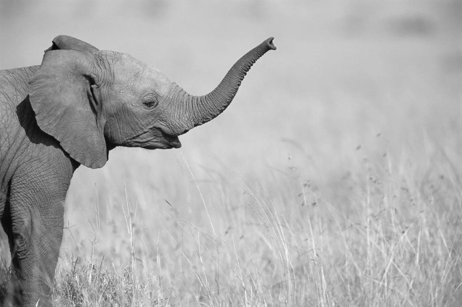 African elephant baby extending trunk, Masai Mara National Reserve, Kenya
