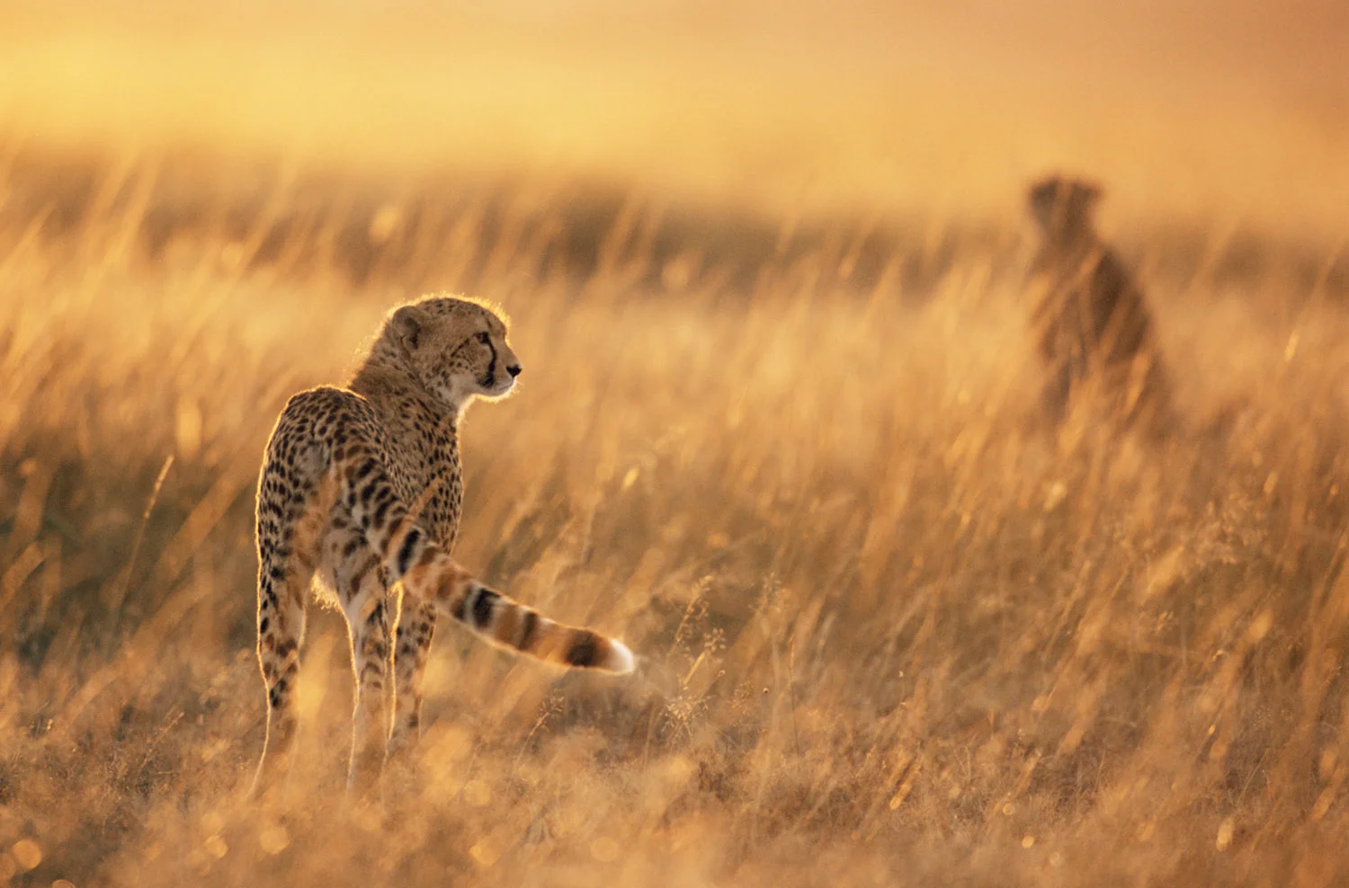 CHEETAHS ALIVE