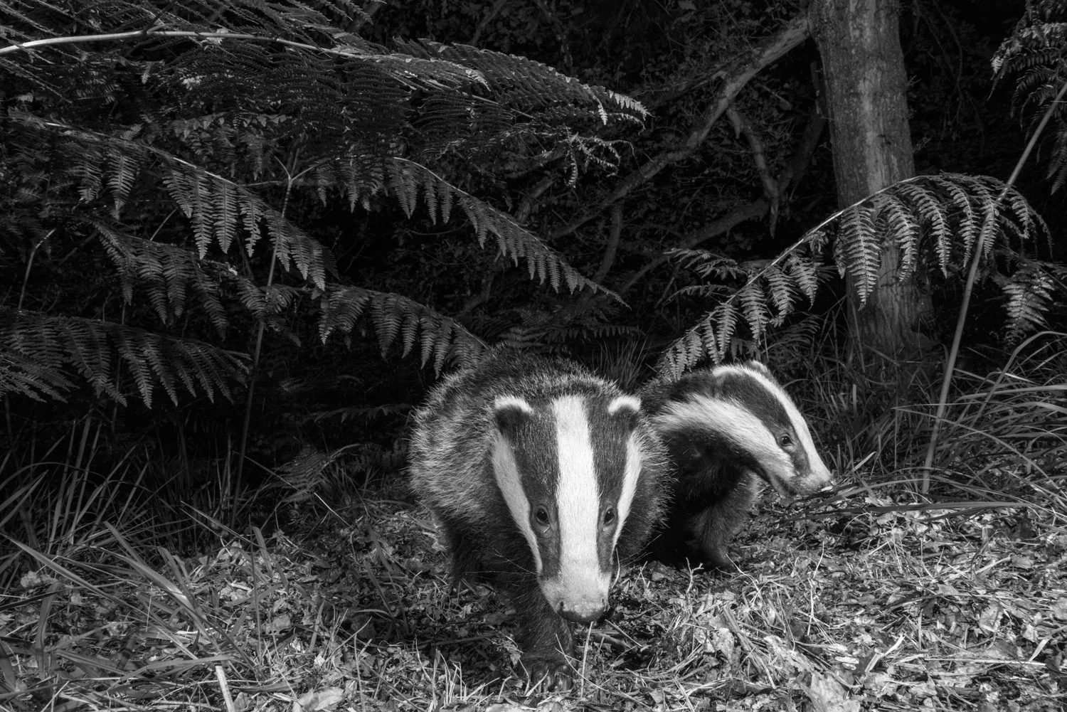 European badger cubs under bracken in oak woods, Ashdown Forest, Sussex Weald, England
