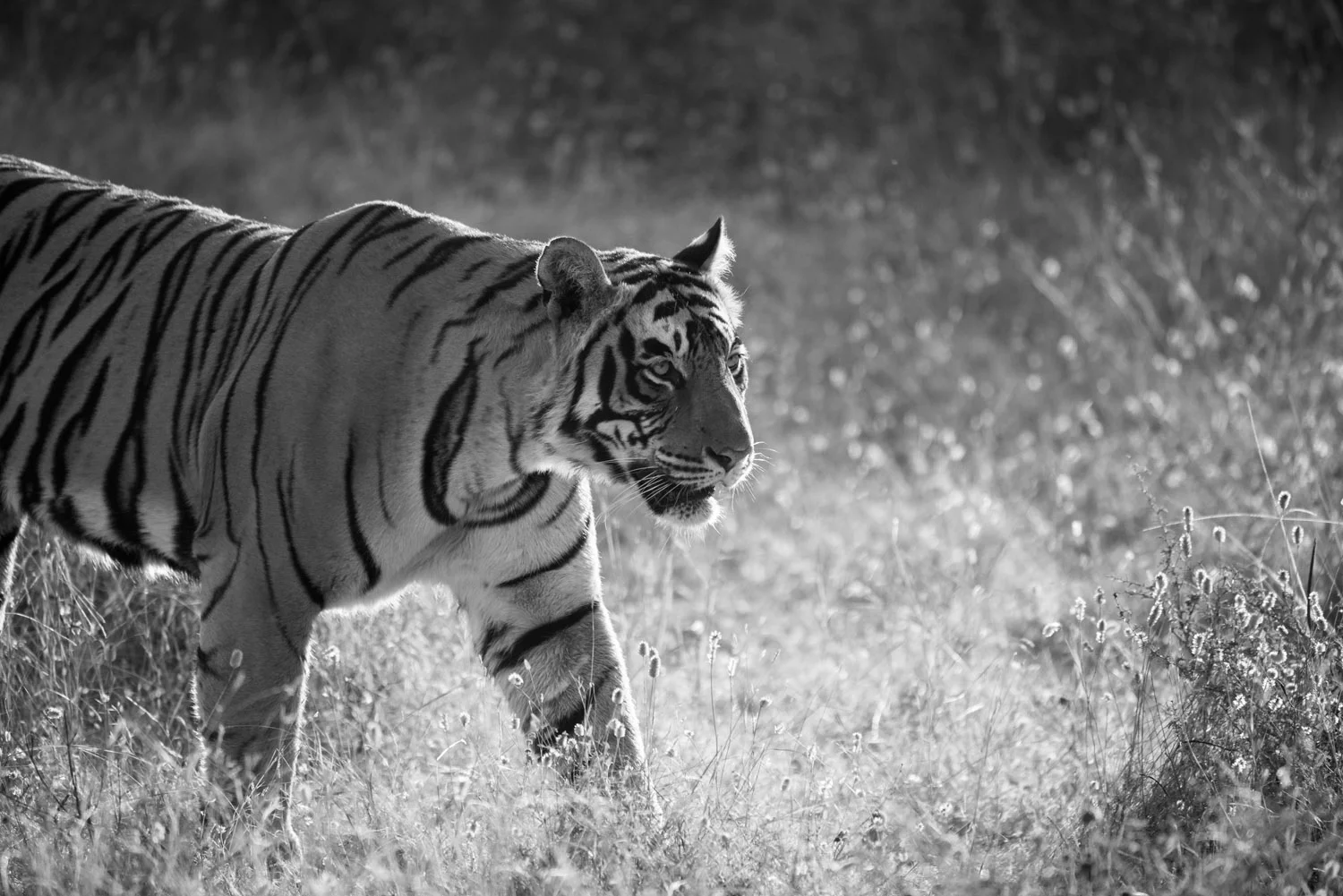 Bengal tiger on the move, Ranthambhore National Park, Rajasthan, India