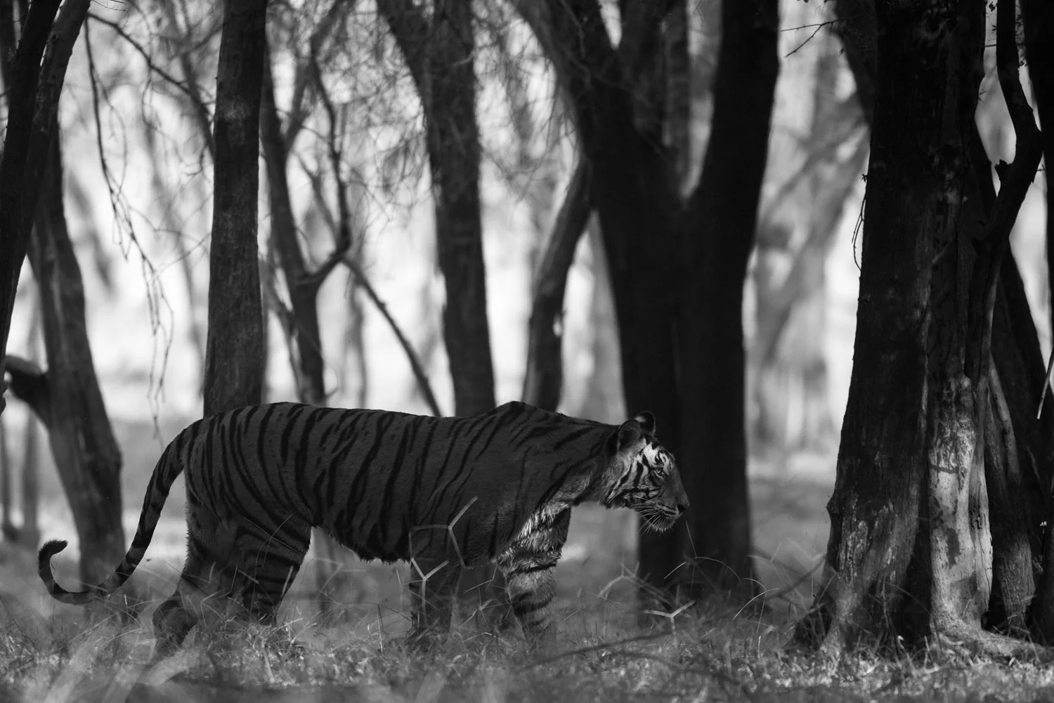 Bengal tigress in dhok forest, Ranthambhore National Park, Rajasthan, India