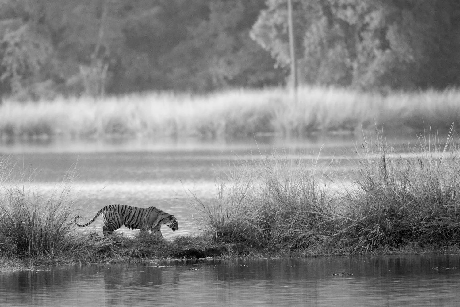 Bengal tigress on island in Lake Rajbagh, Ranthambhore National Park, Rajasthan, India