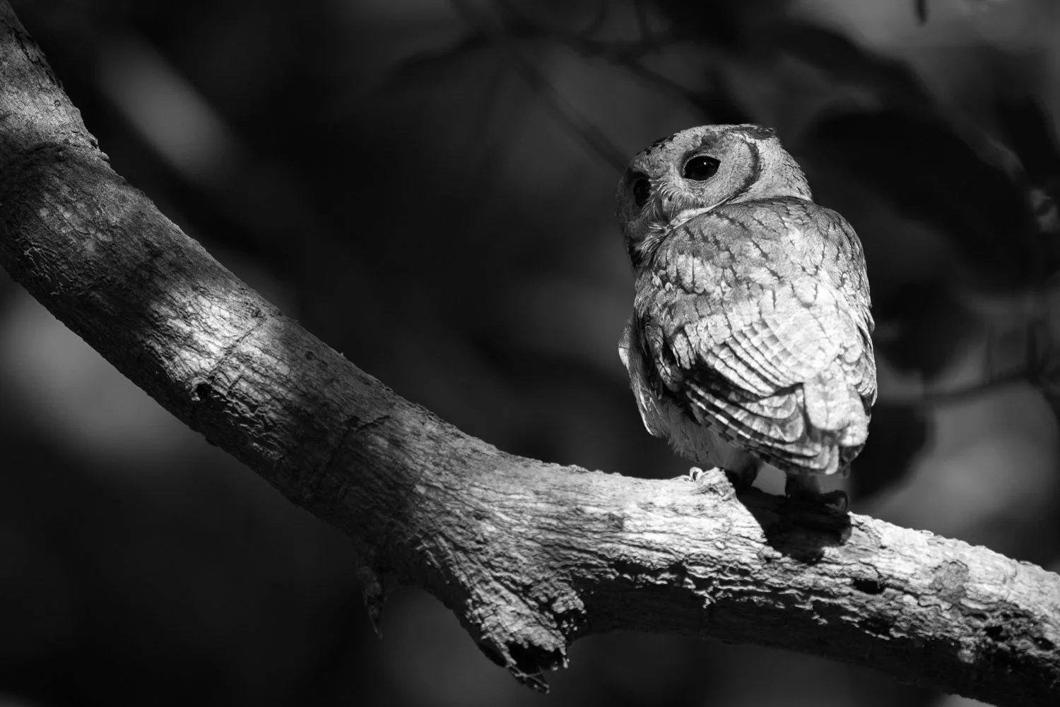 Indian scops owl, Ranthambhore National Park, Rajasthan, India