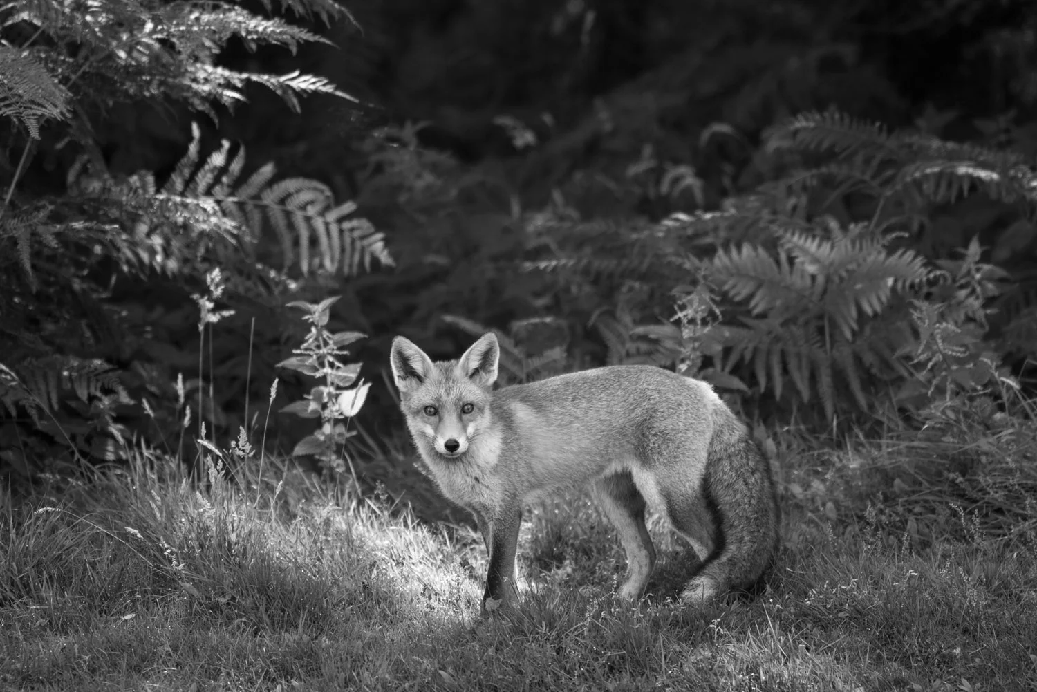 Red fox cub at edge of forest, Ashdown Forest, Sussex Weald, England
