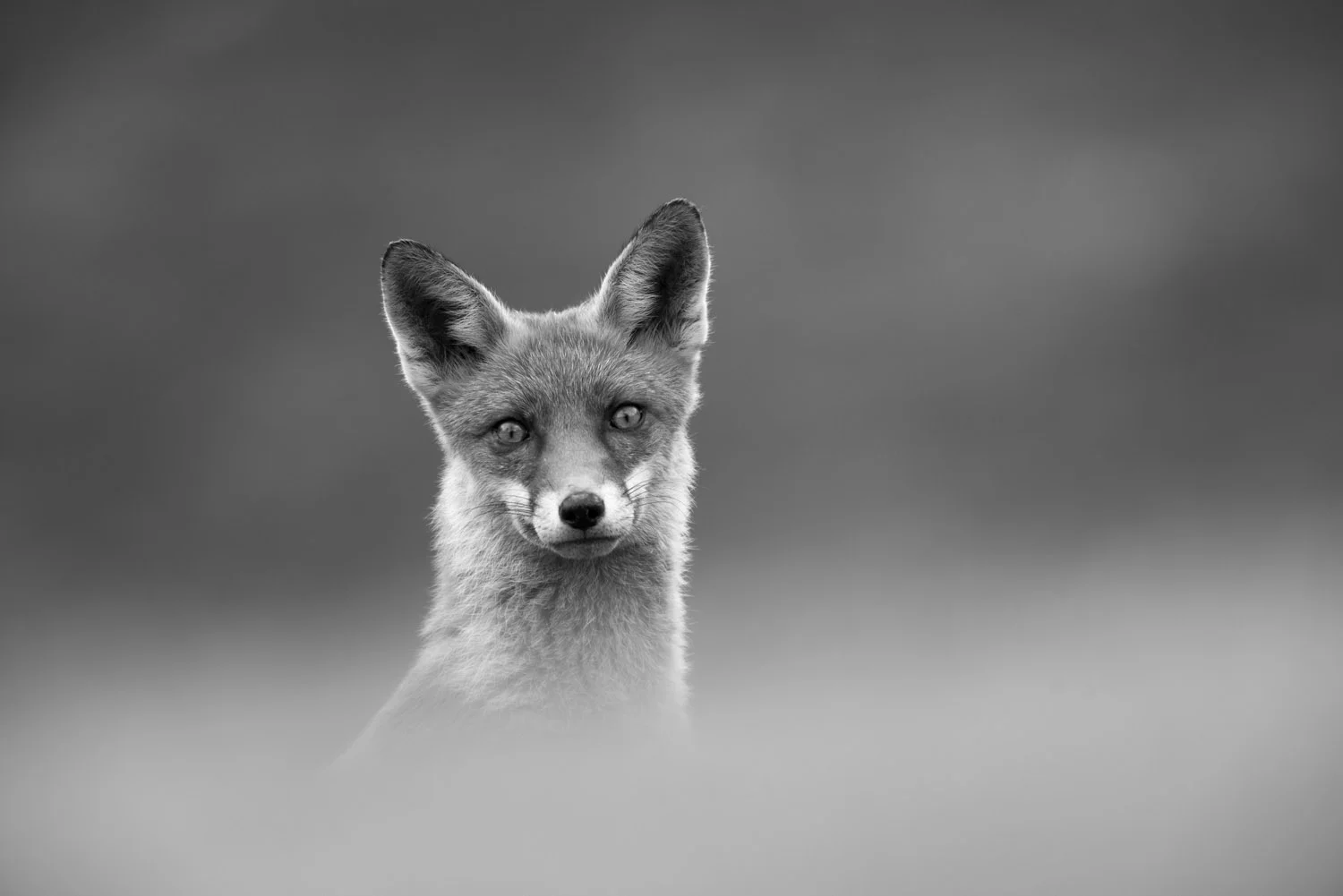 Red fox portrait, Ashdown Forest, Sussex Weald, England