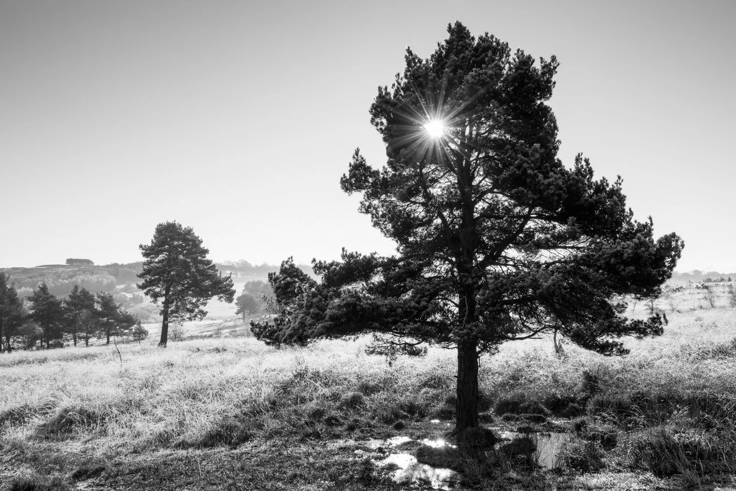 Scots pines and heathland with hoar frost, Ashdown Forest, Sussex Weald, England