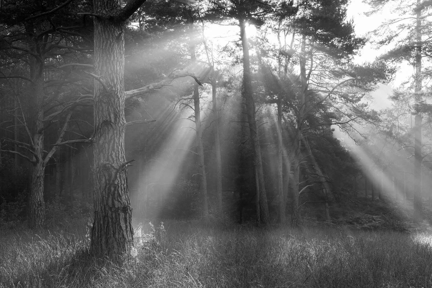 Morning sun breaking through Scots pine forest, Ashdown Forest, Sussex Weald, England