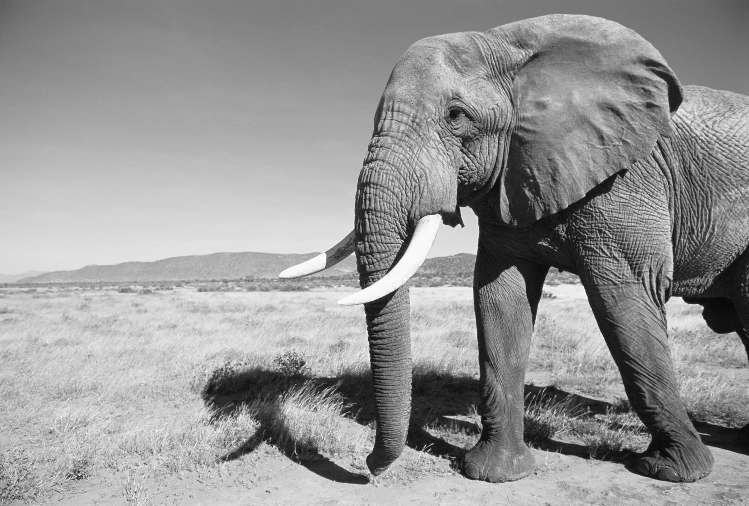 African bull elephant encounter at dawn, Samburu National Reserve, Kenya