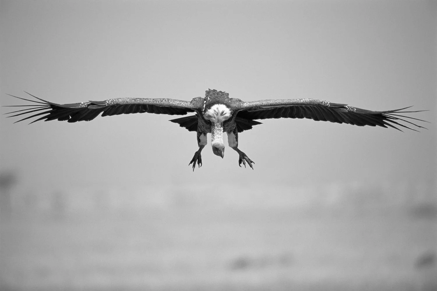 Rüppell's griffon vulture in flight, Masai Mara National Reserve, Kenya