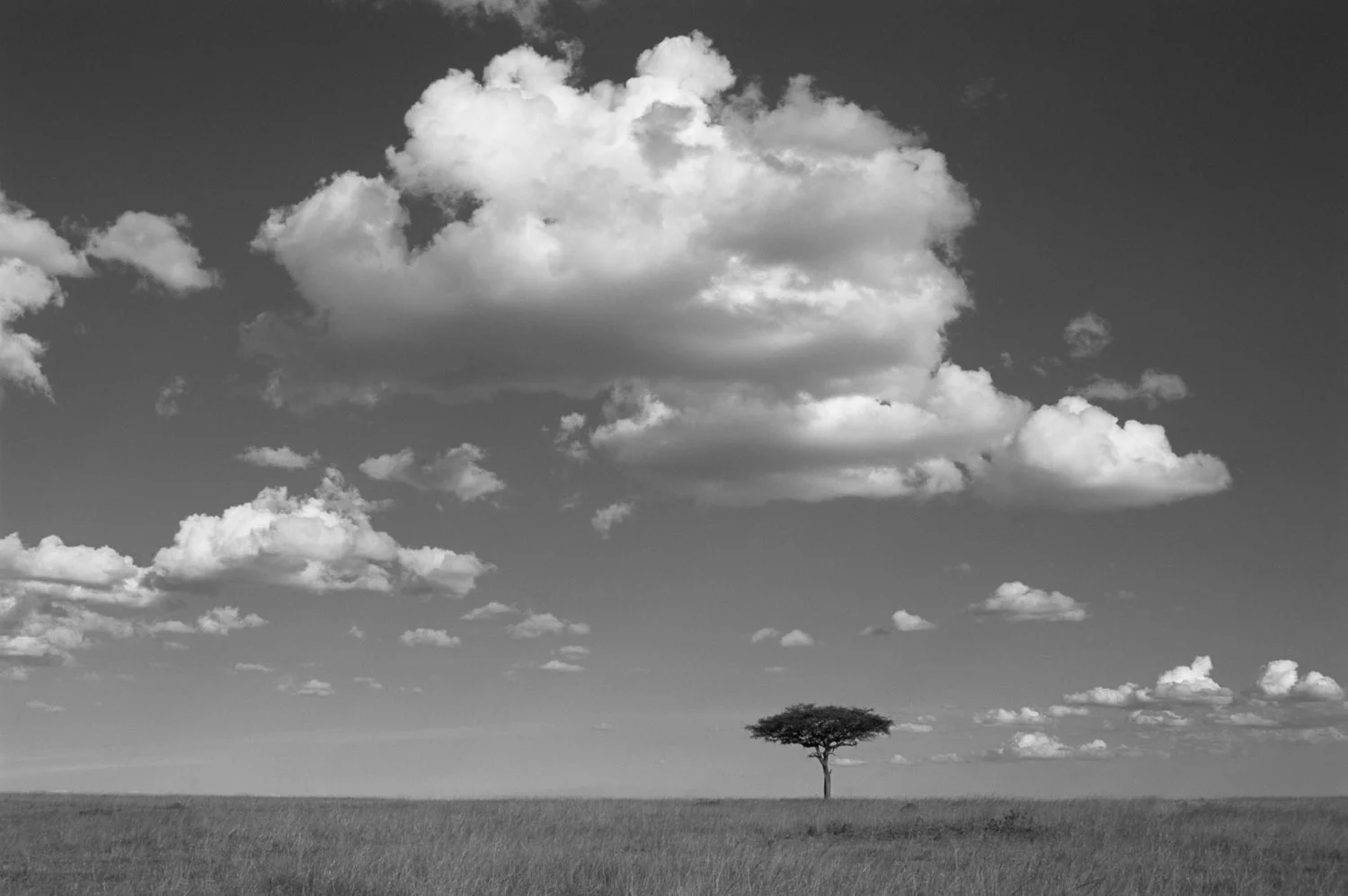 Lone desert date tree, Masai Mara National Reserve, Kenya